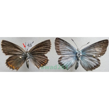Polyommatus coridon (Poda, 1761) pair Poland45